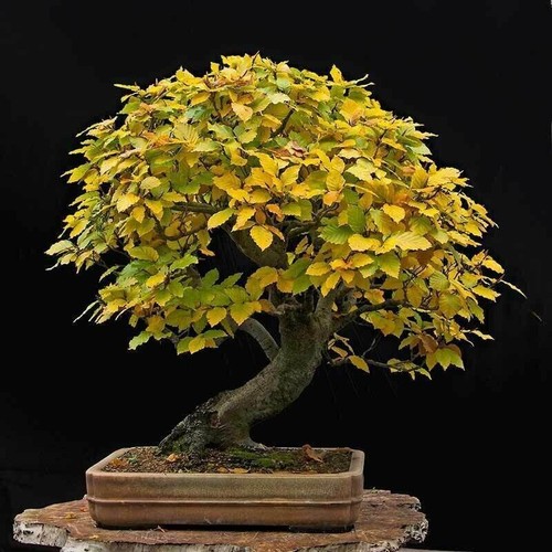 European beech fagus - beech,