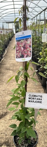 Clematis montana majorie - montana, ‘majorie’