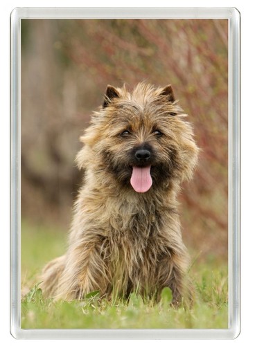Cairn terrier dog - cairn, fridge
