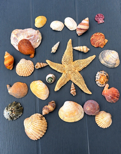 Mixed craft seashells - seashells, &