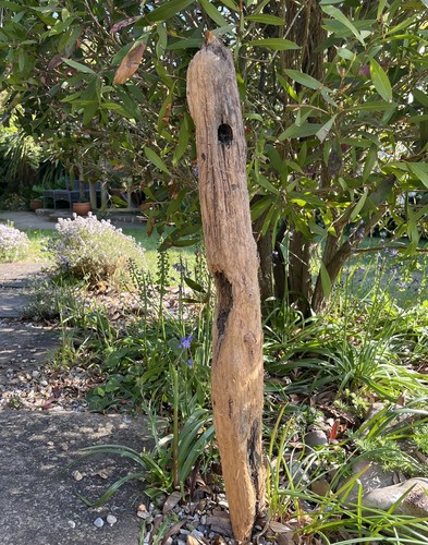75cm long driftwood branch - long,