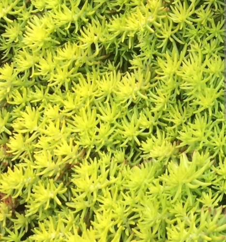 Angelina stonecrop - angelina,