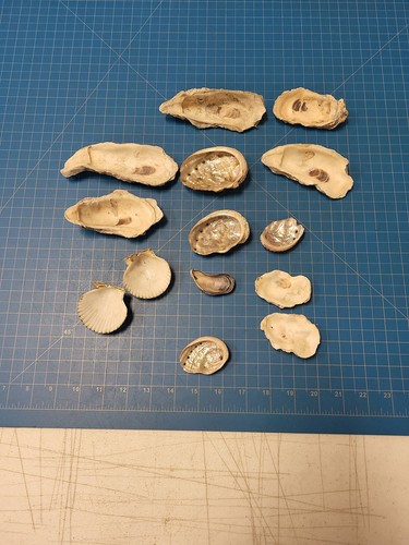 14pc mixed seashell - mixed, collection