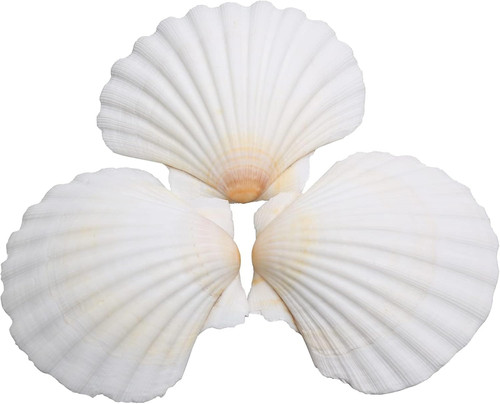 25pcs scallop shells for - scallop,