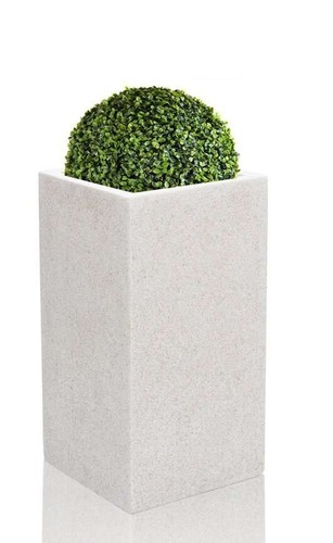 Primrose large tall - primrose,