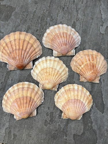 Sunset king sea scallop - king,
