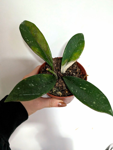 Damaged hoya carnosa stardust - damaged,