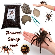 Tarantula, Spider Home Set Up