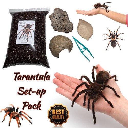 Tarantula spider home set - tarantula,,