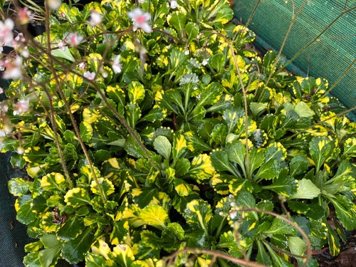 Saxifraga umbrosa variegata - saxifraga,