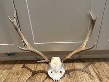 Large Red Deer Stag Antler
