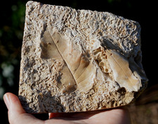 #20 , AMAZING & RARE fossil