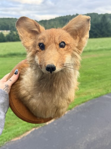 Fox taxidermy mounted animal - taxidermy,
