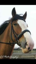 HEAVY HORSE CAVESSON PADDED LEATHER BRIDLE WITH BILLETS + REINS .