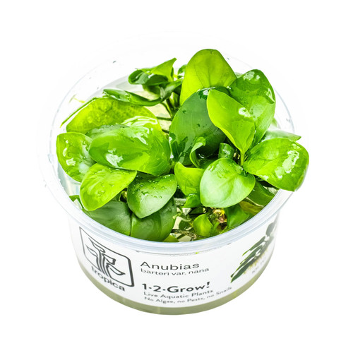 Tropica anubias barteri nana - anubias,