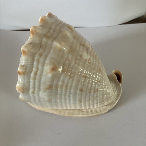 Vintage conch shell - vintage,