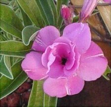 10 ADENIUM OBESUM HAPPY LILAC Seeds, Desert Rose + FREE