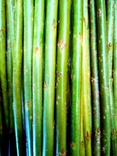 Premium Willow Cuttings - Hybrid super fast growing Whips X 100 - Length 1ft