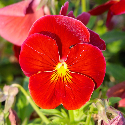 Viola red hardy vibrant - red,