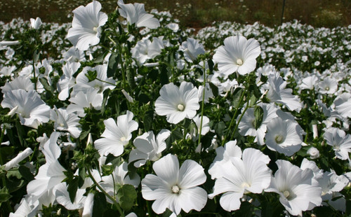 White malva hardy plant - malva,