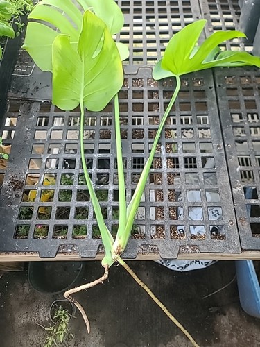 Monstera deliciosa swiss - deliciosa,