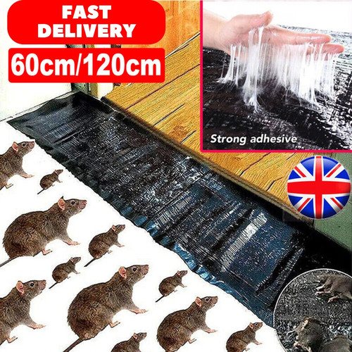 Large size mice mouse rodent - mice,