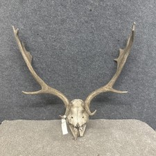 Fallow Buck Deer Skull