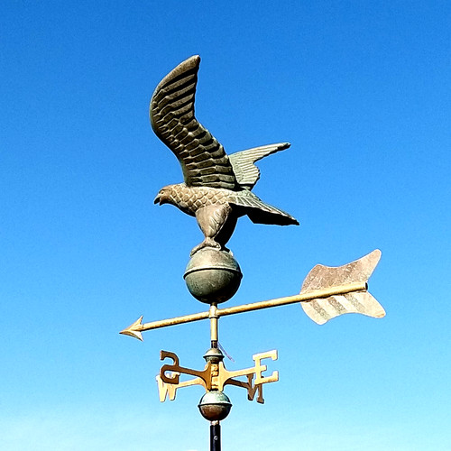 Medium eagle hawk - , copper
