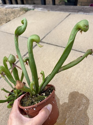 Darlingtonia californica cobra - darlingtonia,
