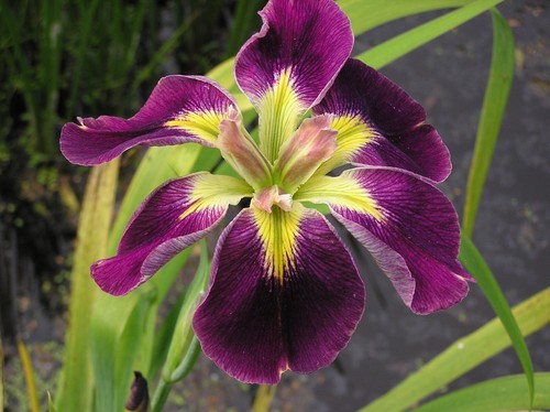 Iris lousiana rum - rum, &raisin