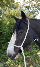 ROPE HALTER PURE COTTON