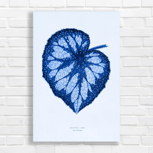 Begonia rex botanical blue - rex,