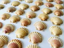 Scallop Shells Round Natural