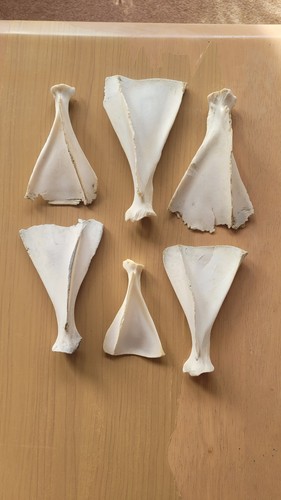 Fallow deer bones scapula - fallow,