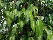 WEEPING FIG - BENJAMIN FIG - FICUS TREE Ficus benjamina 25+ Seeds Gx 184