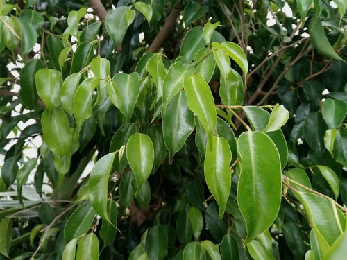 Weeping fig benjamin - weeping,