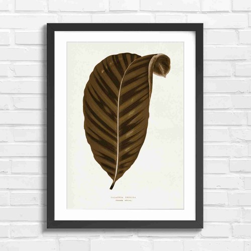 Botanical zebra calathea leaf - botanical,