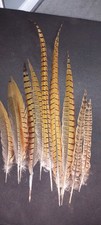 10 Pheasant Tail Feathers, THE