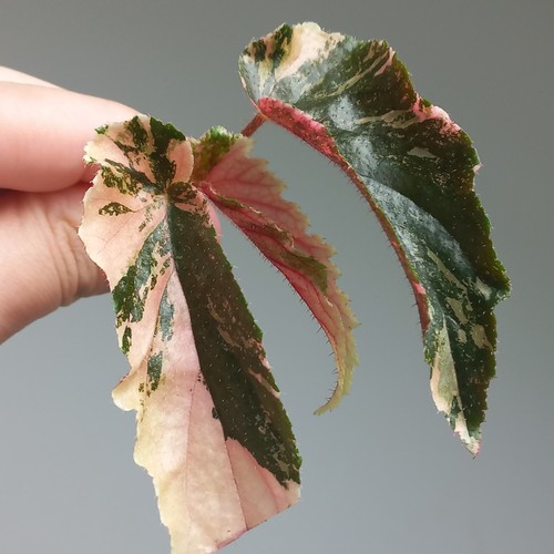 Rare begonia ginny galaxy - rare,