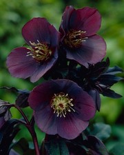 Hellebore Hybrid Blue Lady