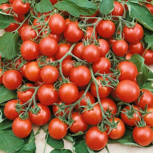 Trailing tomato tumbling - 6, tom