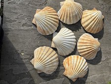 XL King Sea Scallop Shells