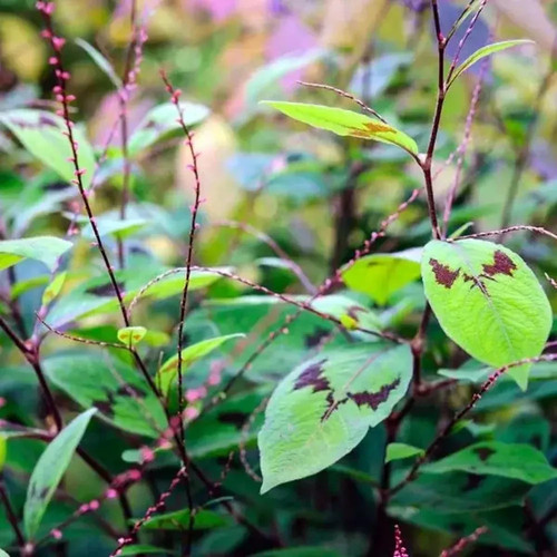 Persicaria virginiana