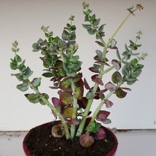 Winter Clearance - The