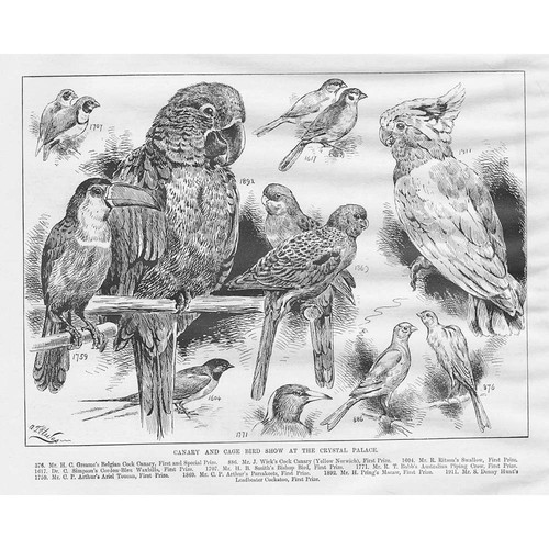 The canary cage bird show - &,
