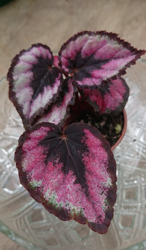 Begonia red heart - ❤️, |