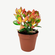 Crassula Ovata Sunset - Lush