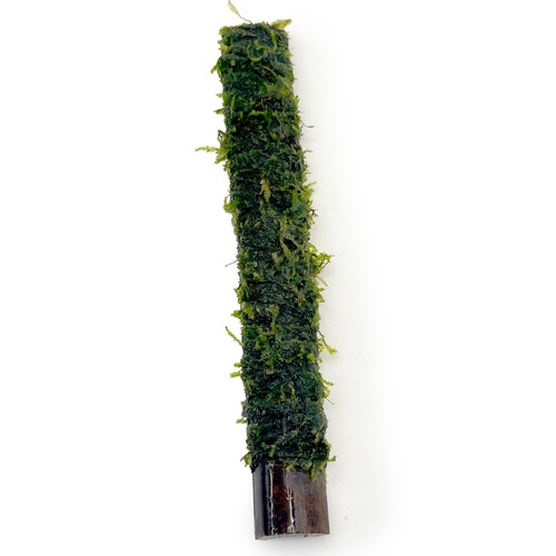 Java moss bamboo stick - moss,