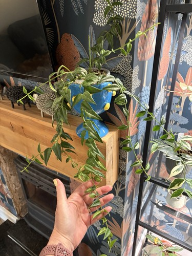 Hoya bella fresh cutting - hoya, 3