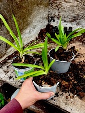 Young Agapanthus Plants Giant